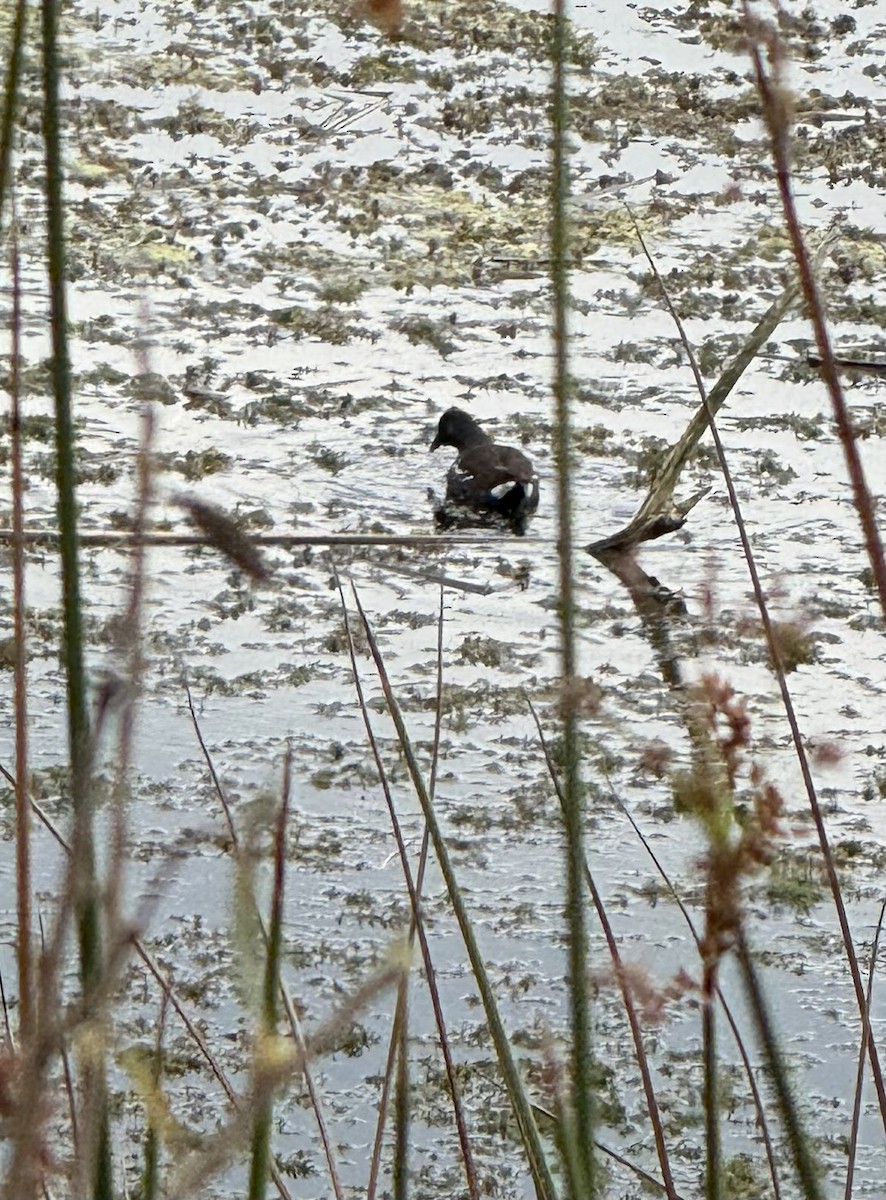 Amerika Sutavuğu - ML645081837