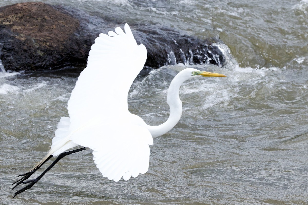 Great Egret - ML645081865