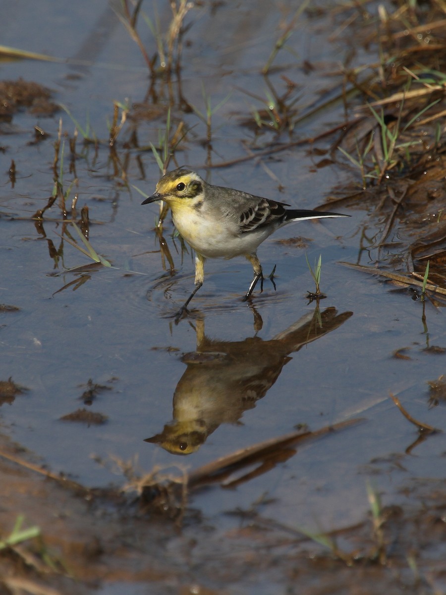 黃頭鶺鴒 - ML645081887