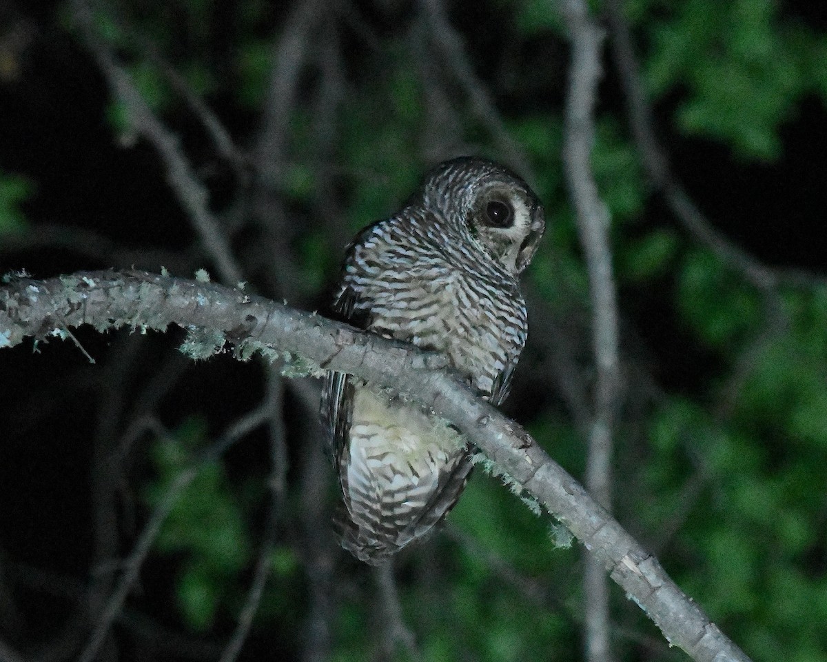 puštík rezavonohý - ML645081907