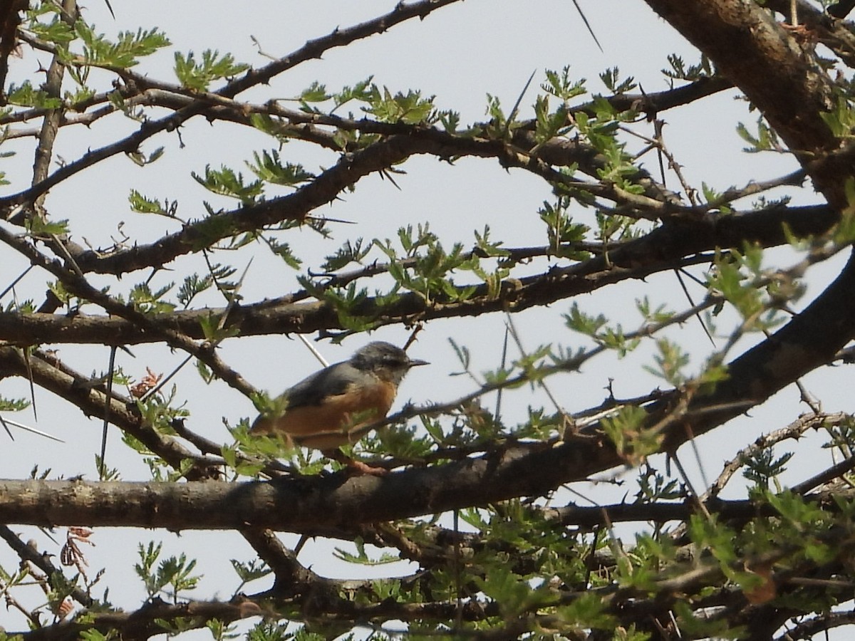 Northern Crombec - ML645081910