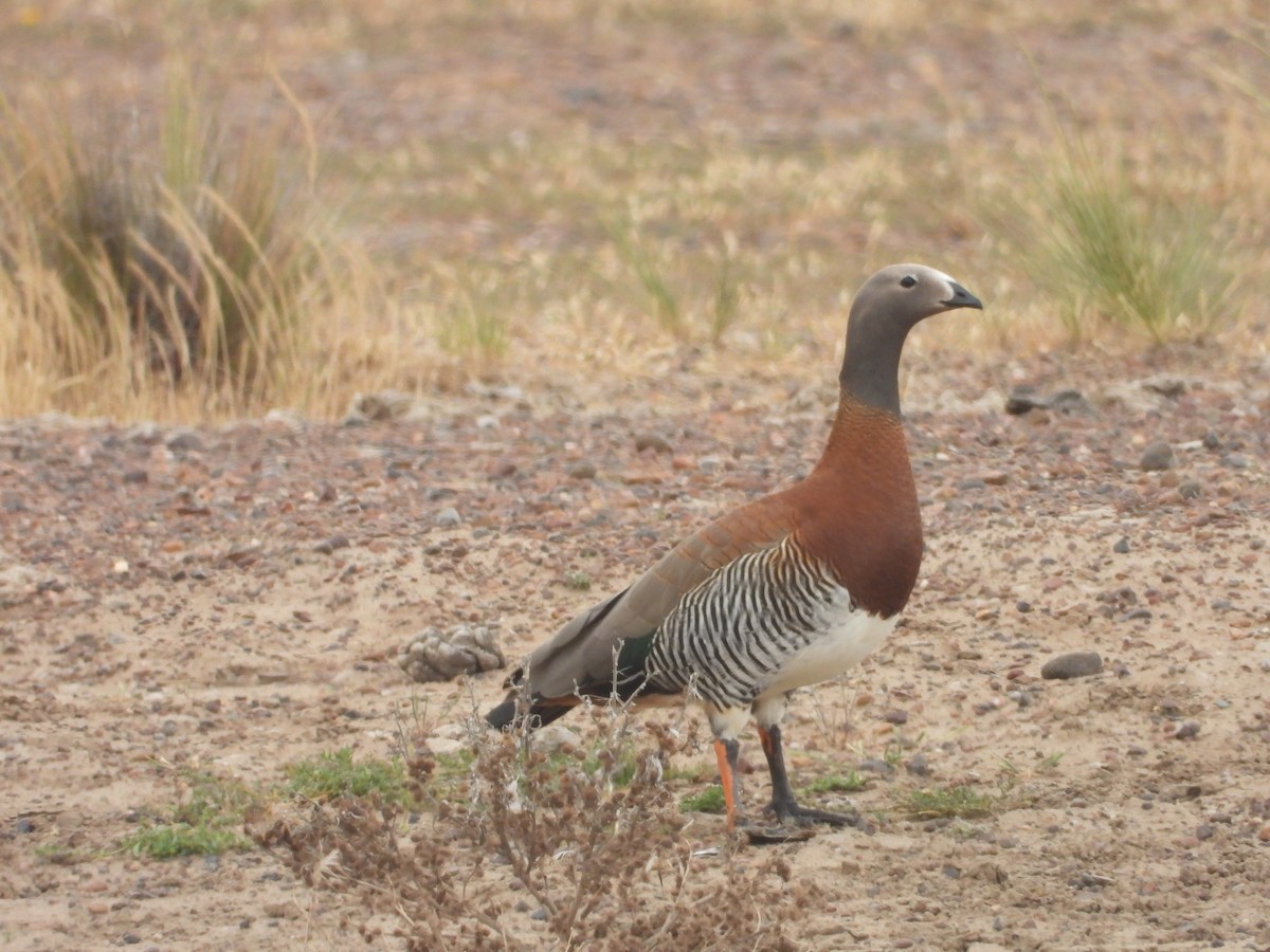 Ashy-headed Goose - ML645081914