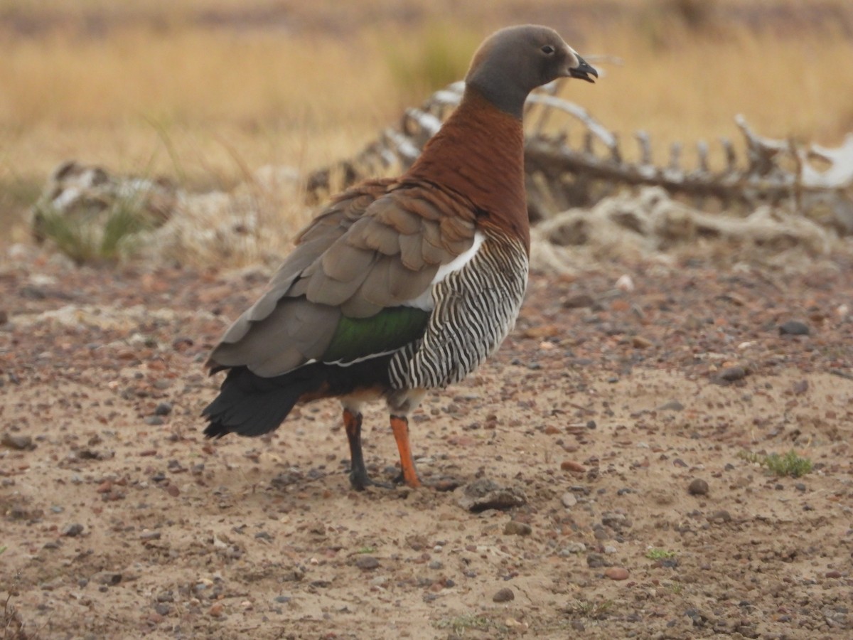 Ashy-headed Goose - ML645081915