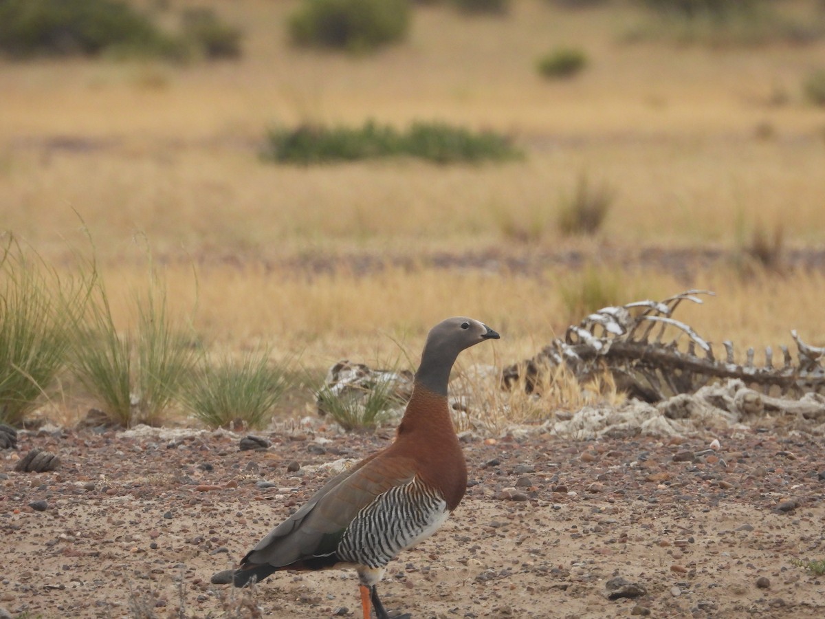Ashy-headed Goose - ML645081917