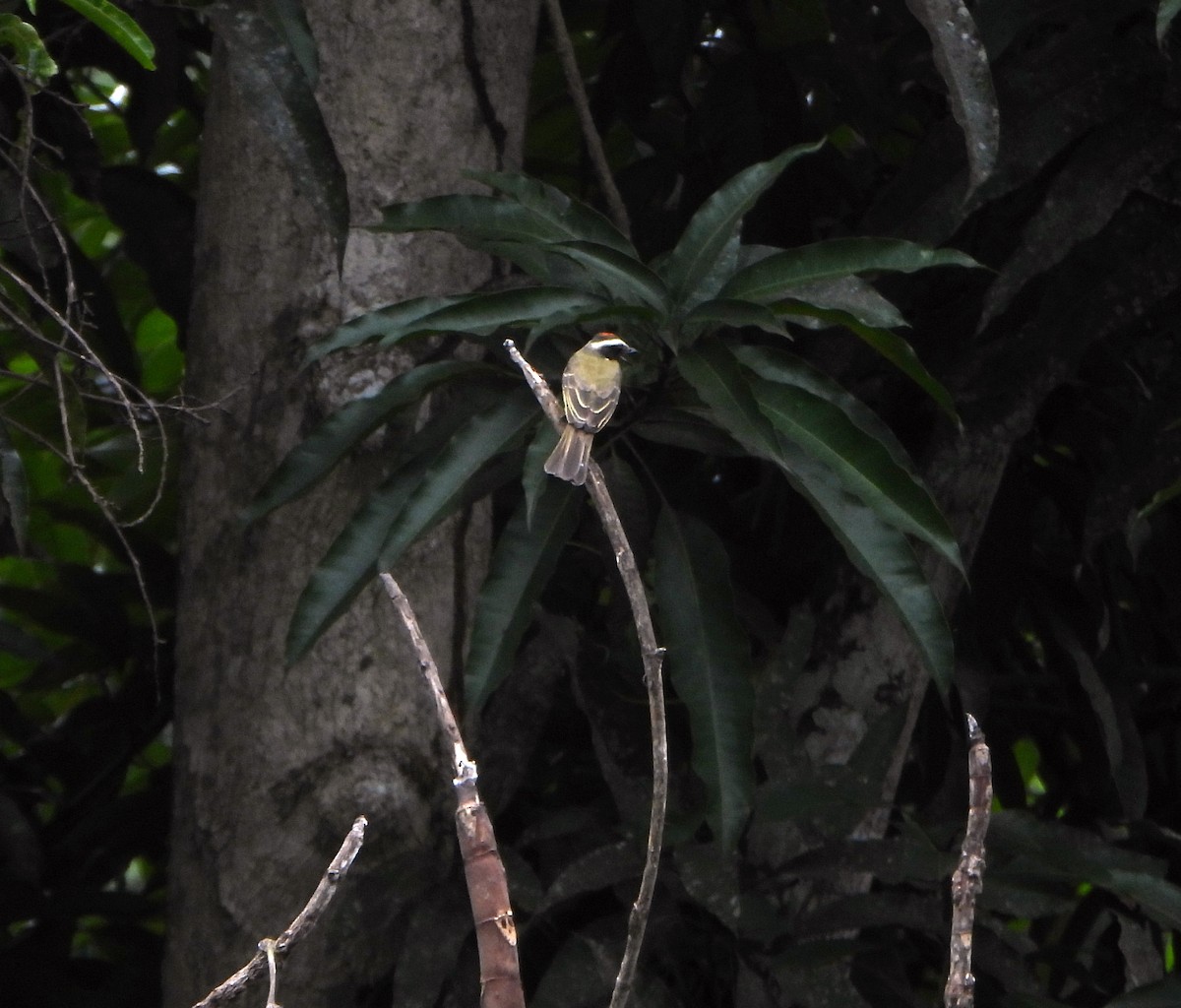 Sosyal Tiran - ML645081922