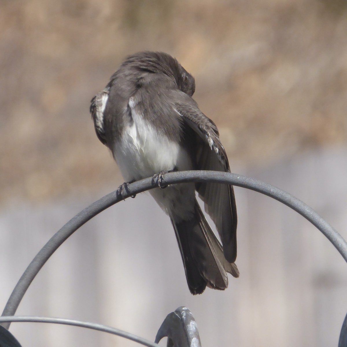 Black Phoebe - ML645081938