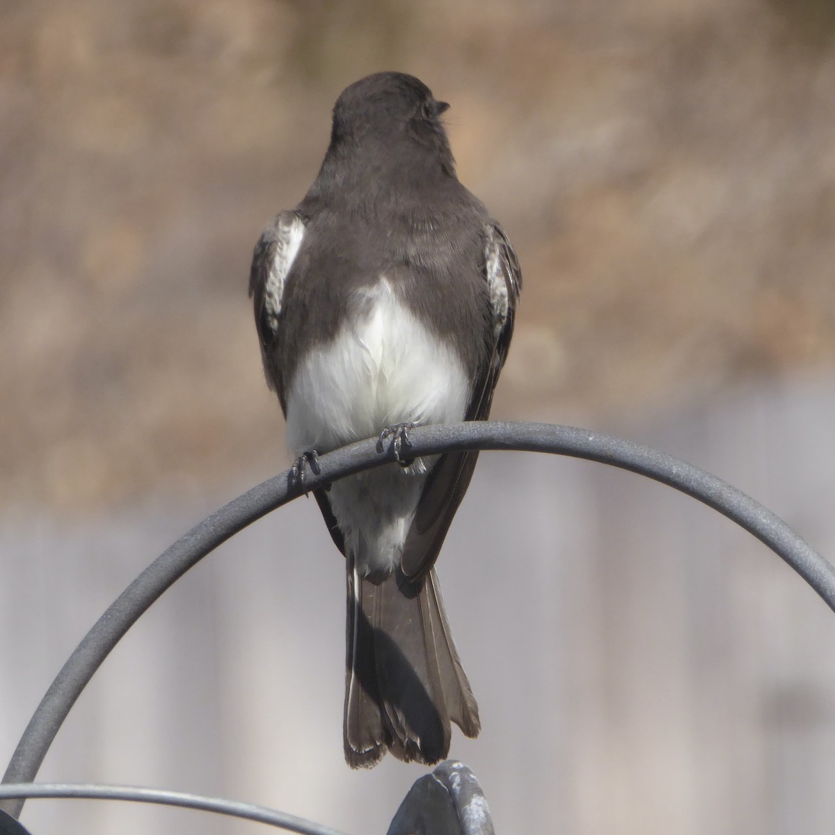 Black Phoebe - ML645081939