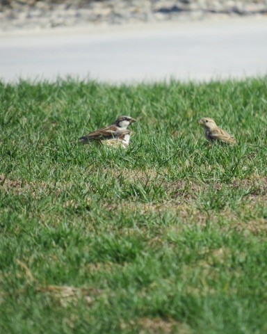 House Sparrow - ML645081942