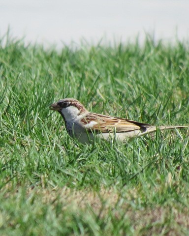 House Sparrow - ML645081943