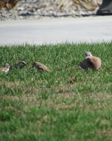 House Sparrow - ML645081944