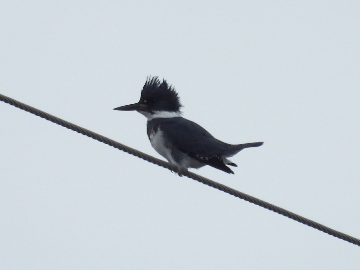 Опоясанный зимородок - ML645081986