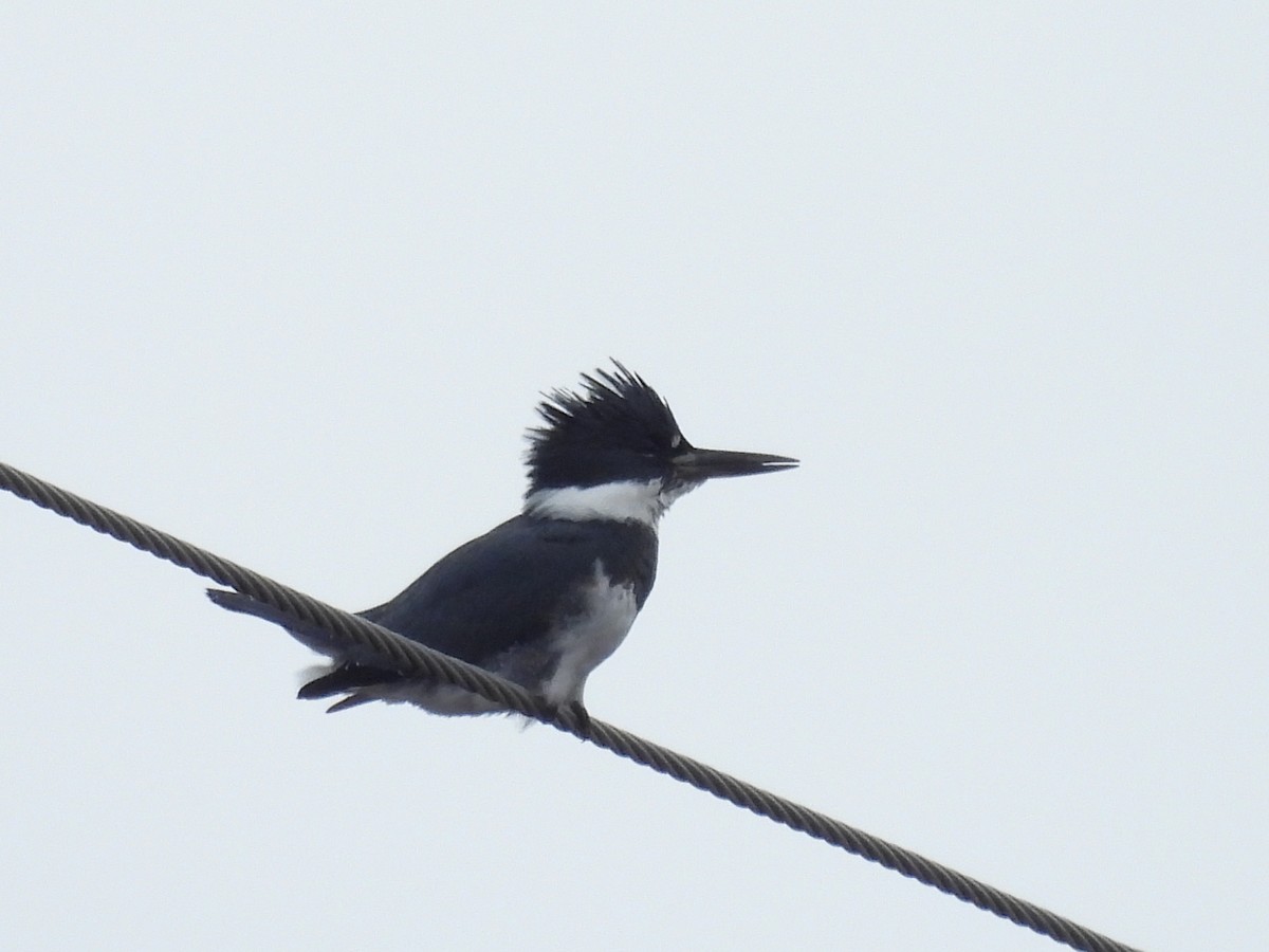 Опоясанный зимородок - ML645081987