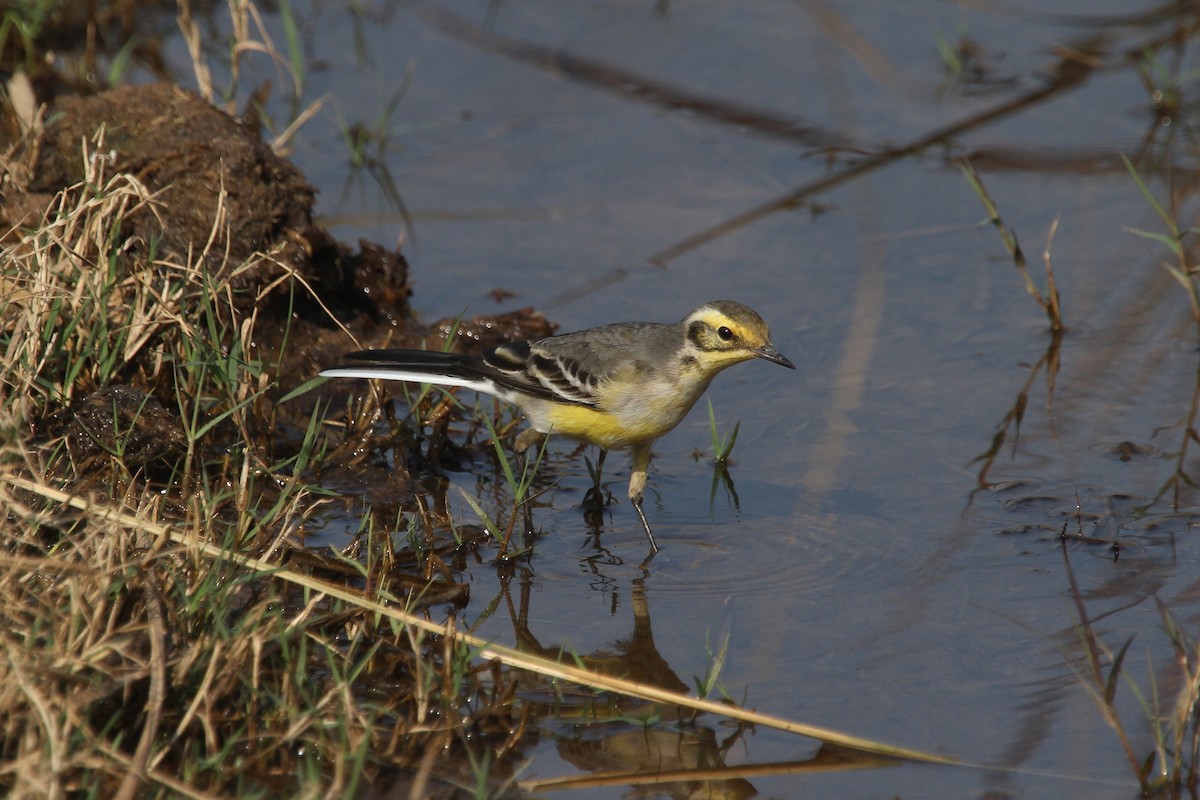 黃頭鶺鴒 - ML645082003