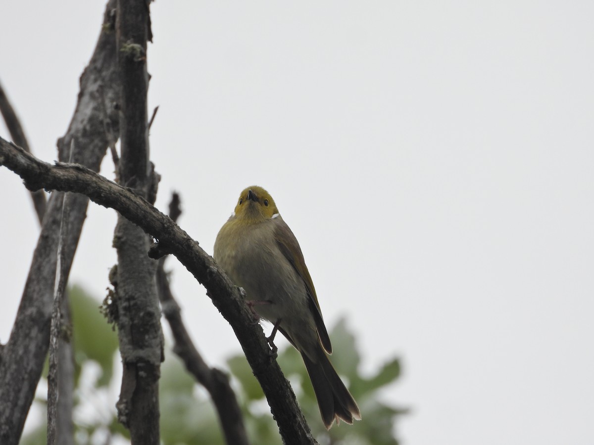 White-plumed Honeyeater - ML645082006