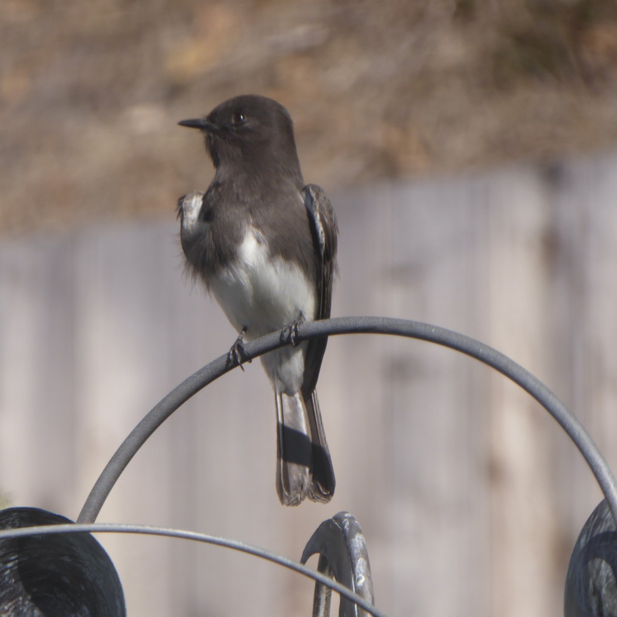 Black Phoebe - ML645082025