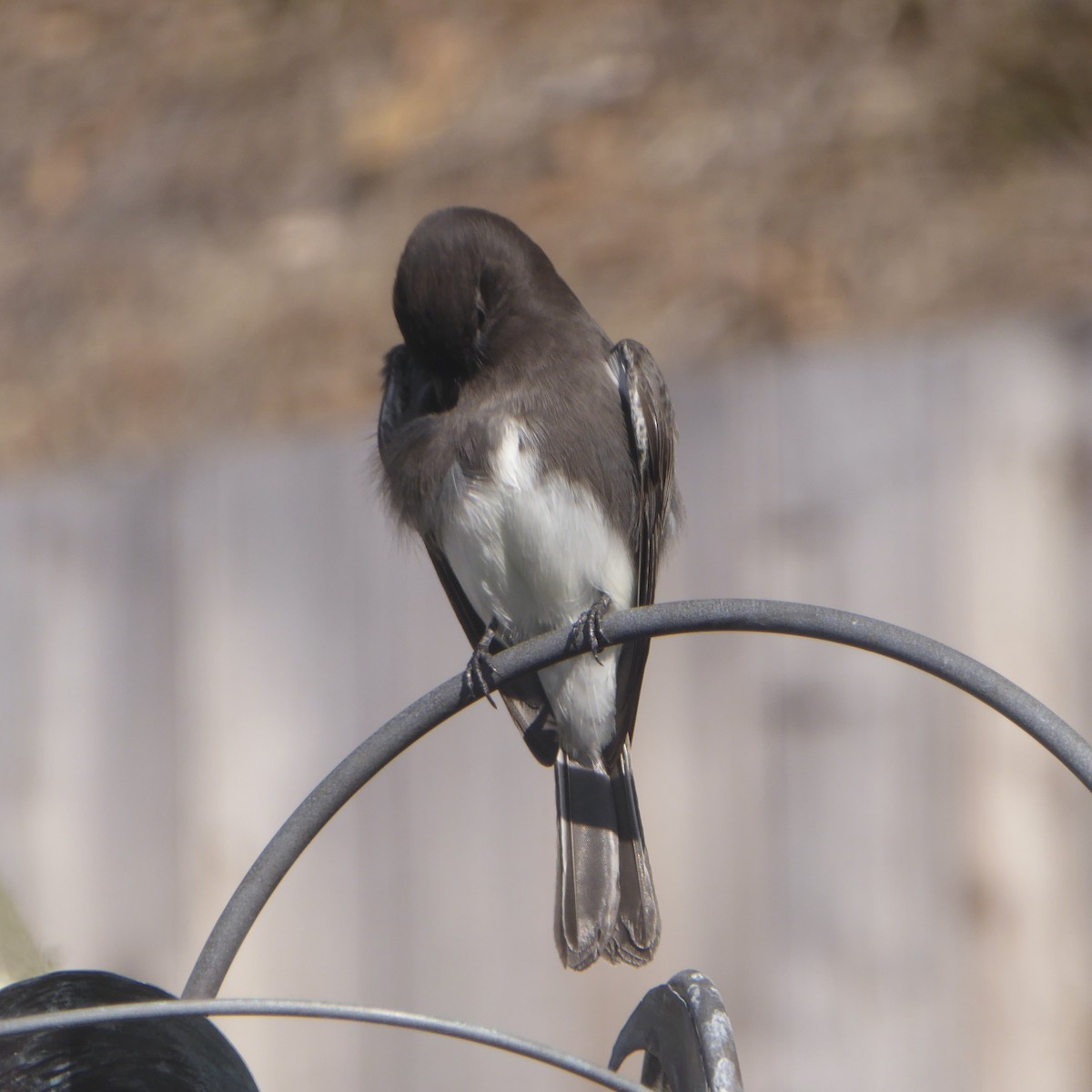 Black Phoebe - ML645082026