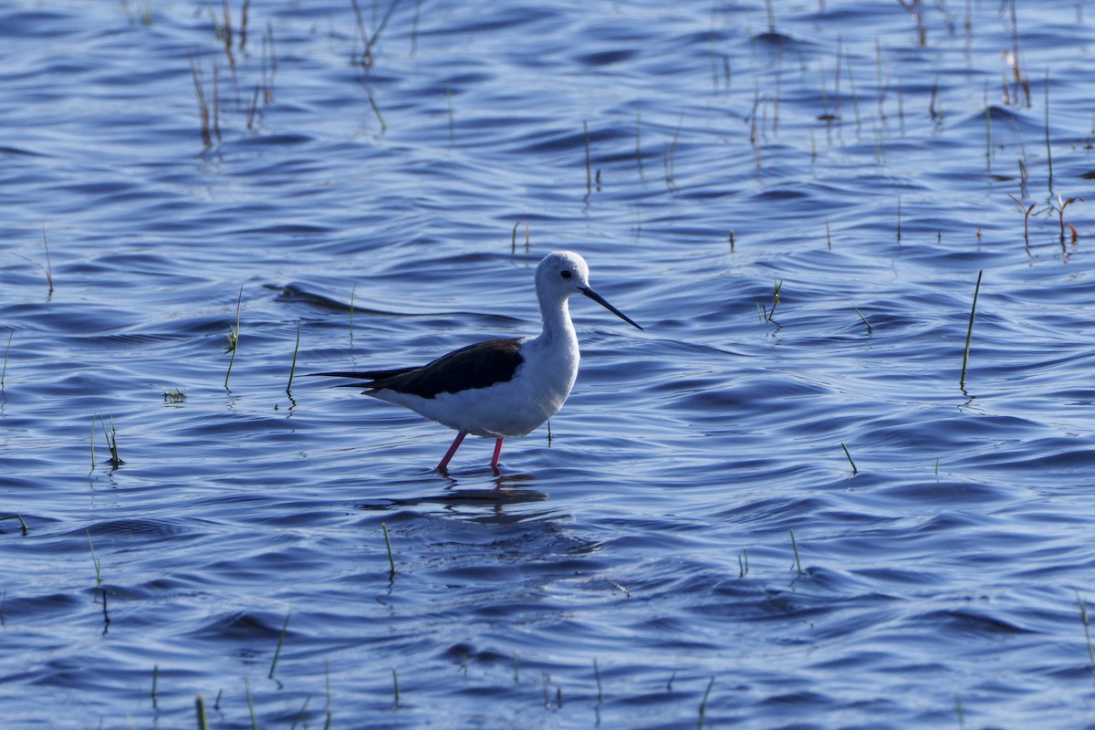 Zankaluze eurasiarra - ML645082027