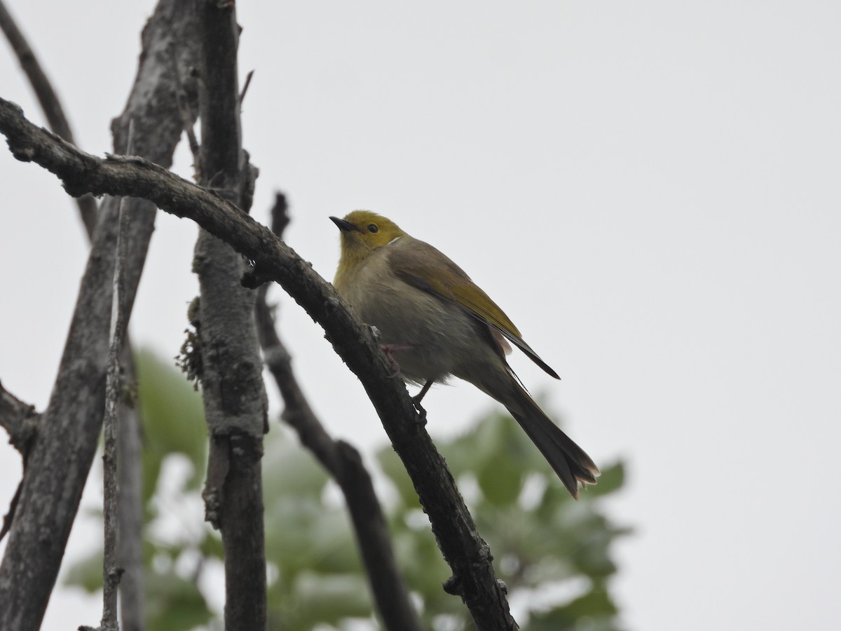 White-plumed Honeyeater - ML645082029