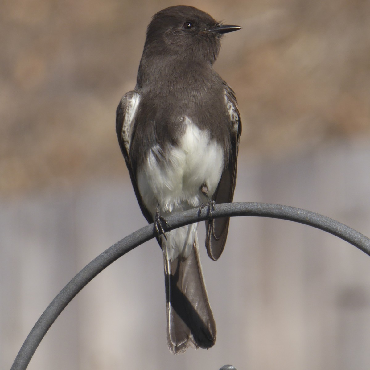 Black Phoebe - ML645082030