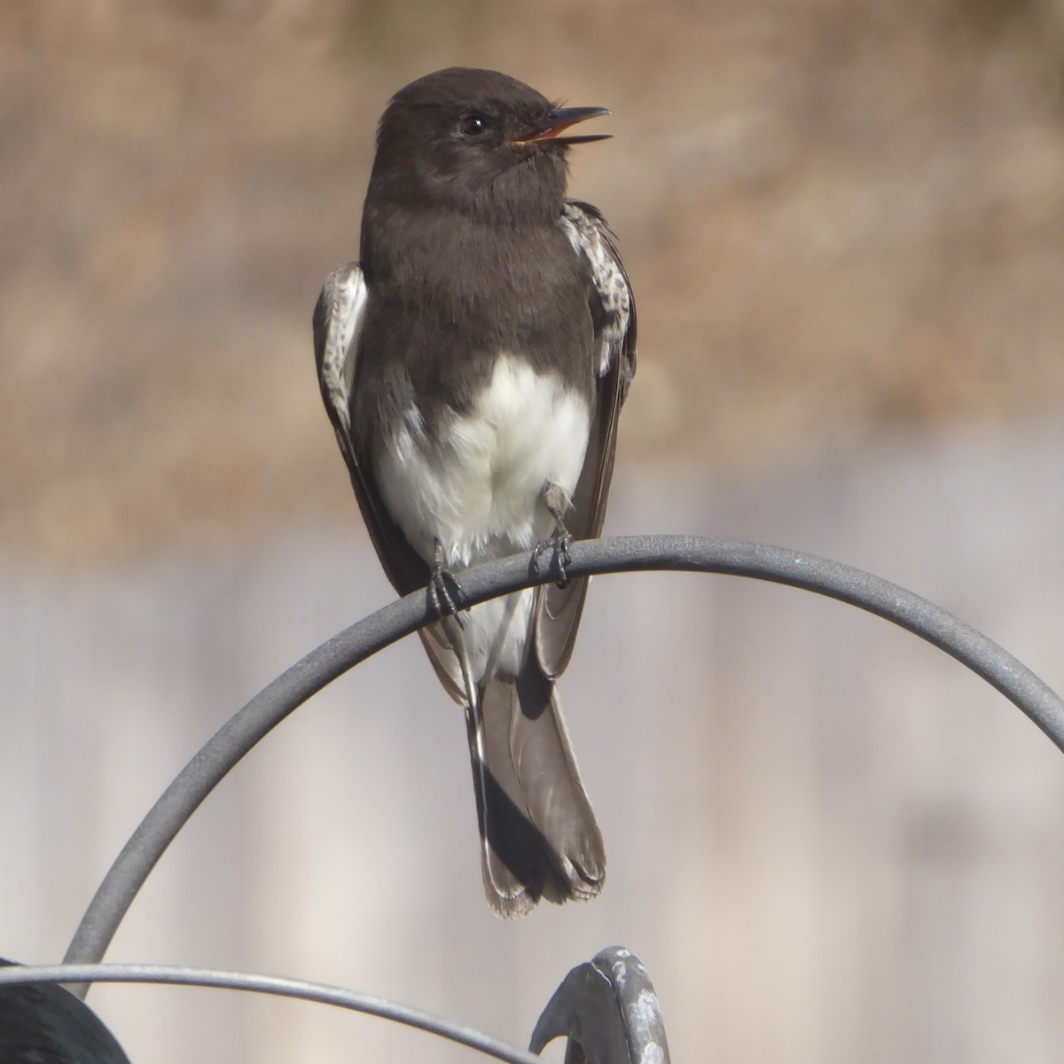 Black Phoebe - ML645082035