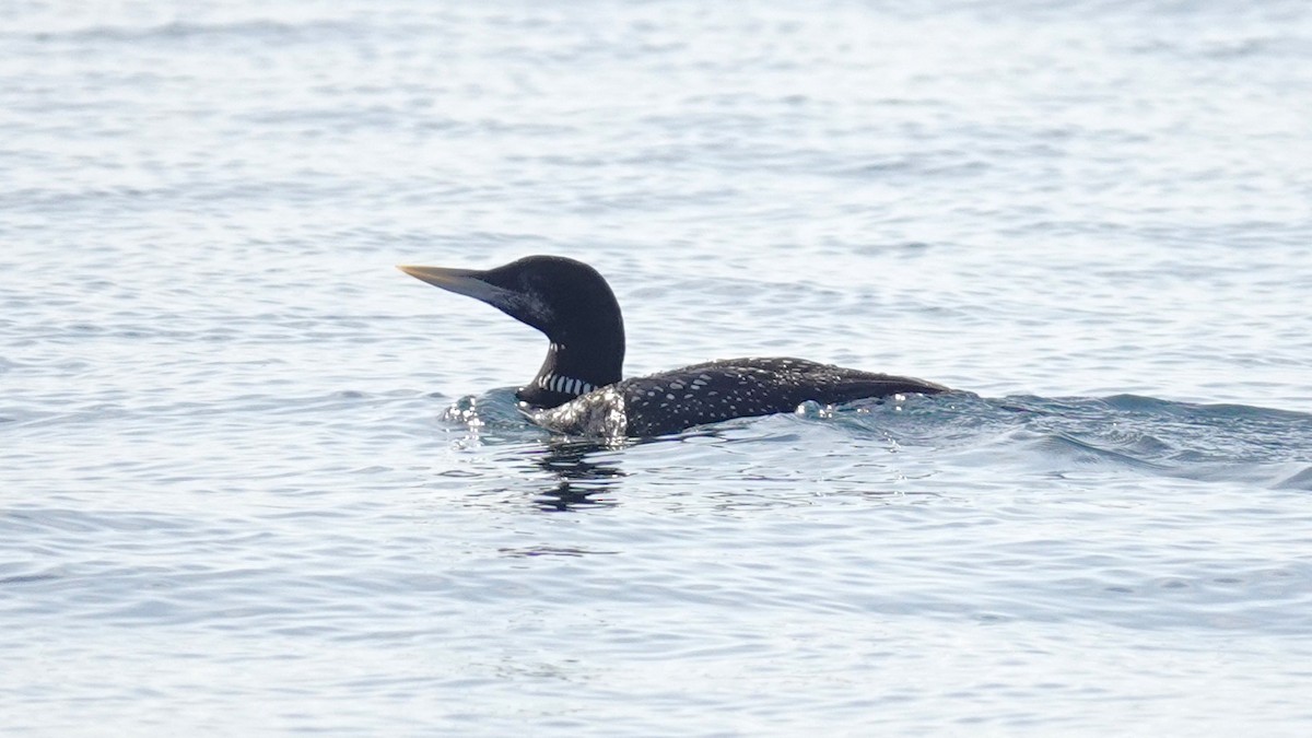 Strolaga beccogiallo - ML645082038