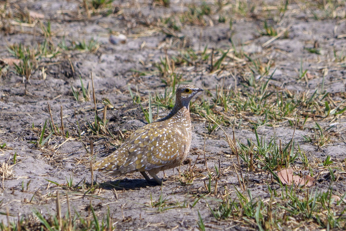 Ganga Goteada - ML645082041