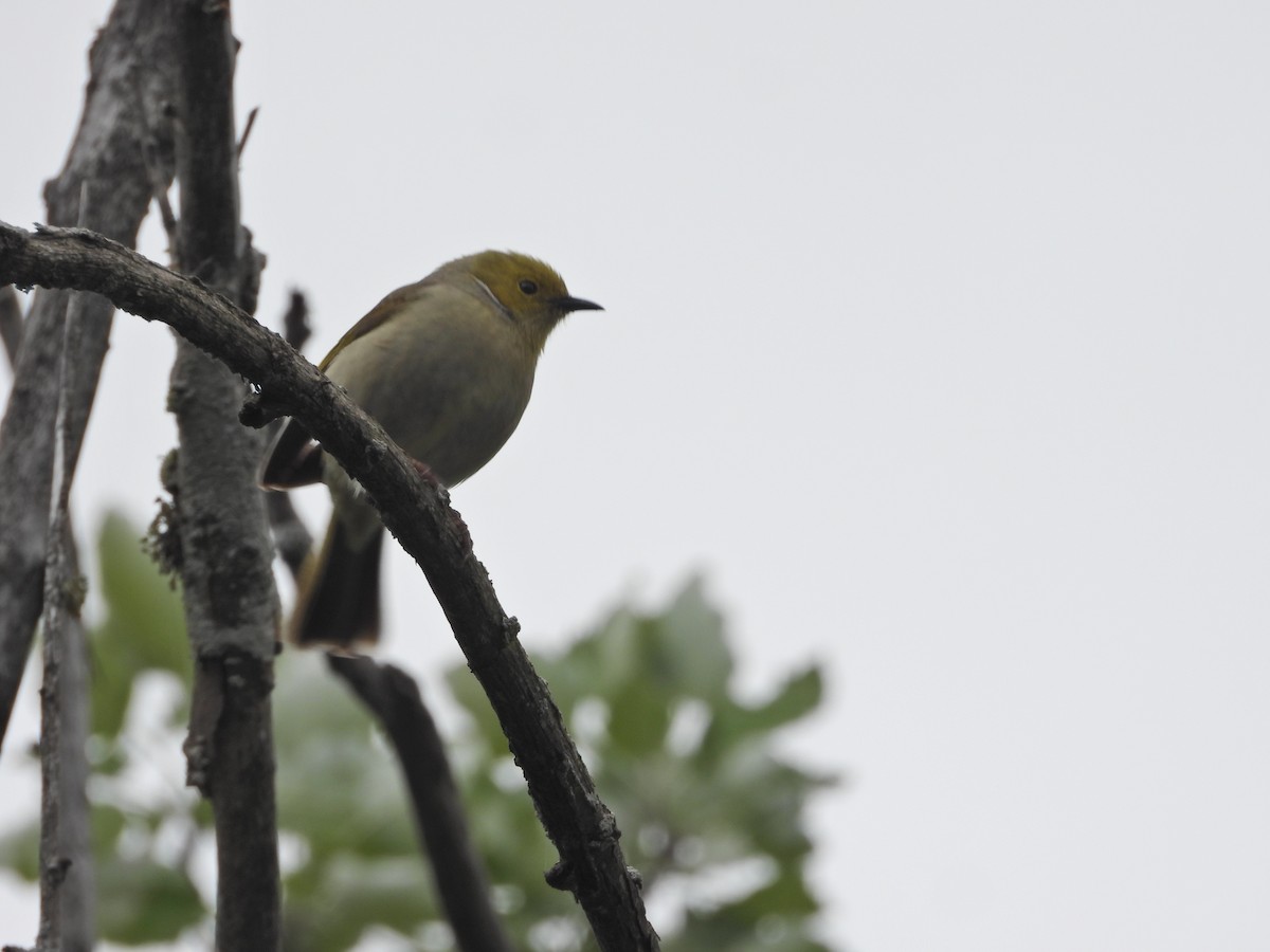 White-plumed Honeyeater - ML645082043