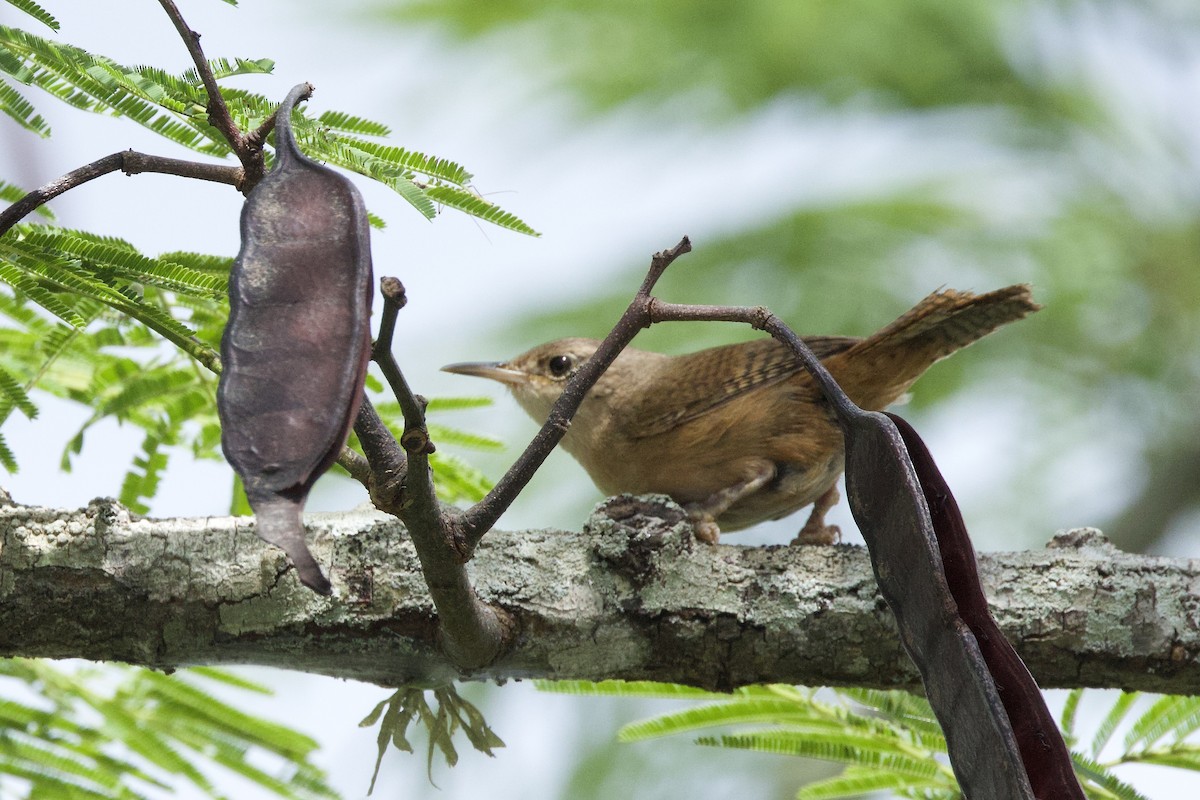 Southern House Wren - ML645082061