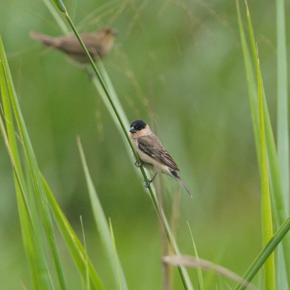 Pearly-bellied Seedeater - ML645082068