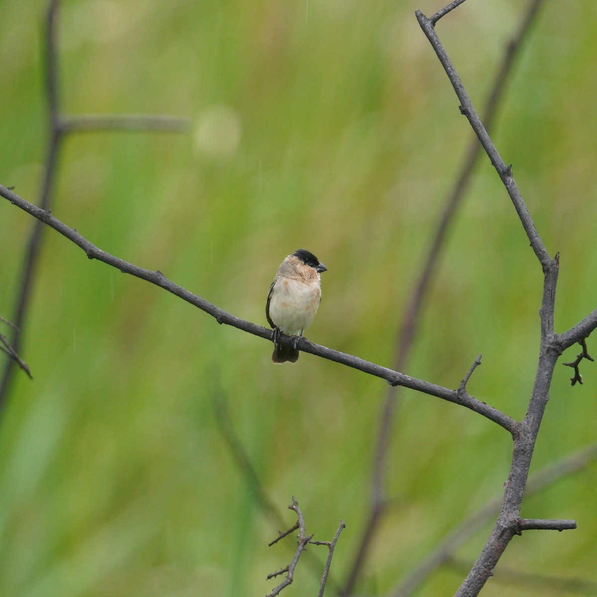 Pearly-bellied Seedeater - ML645082069