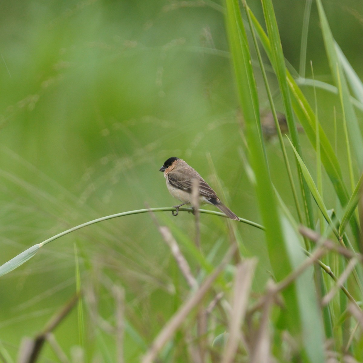 Pearly-bellied Seedeater - ML645082070