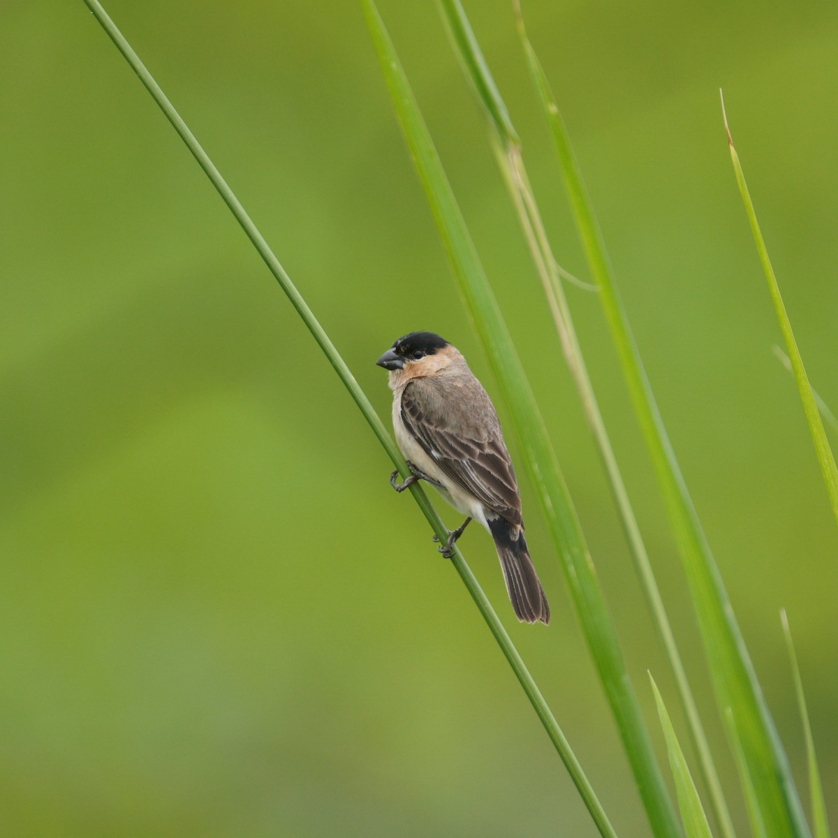 Pearly-bellied Seedeater - ML645082071