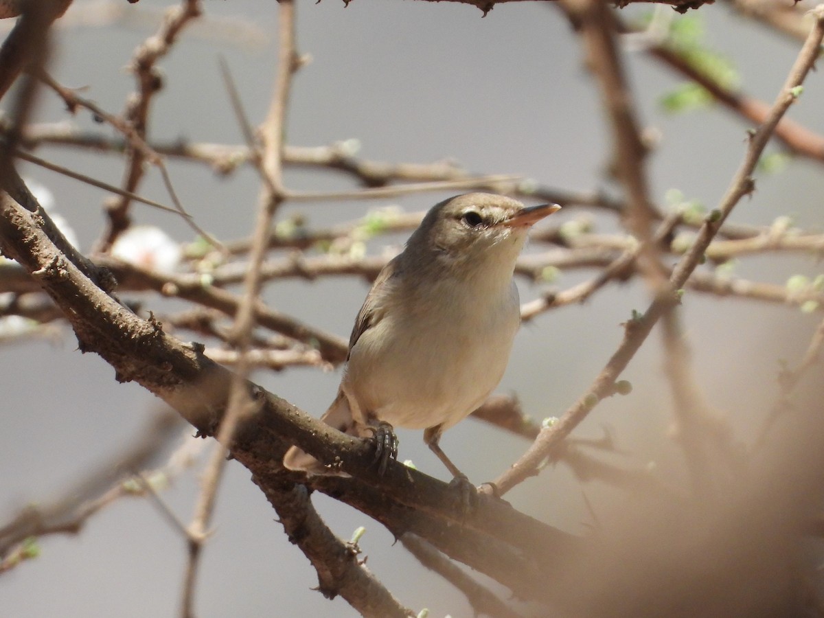 Upcher's Warbler - ML645082076
