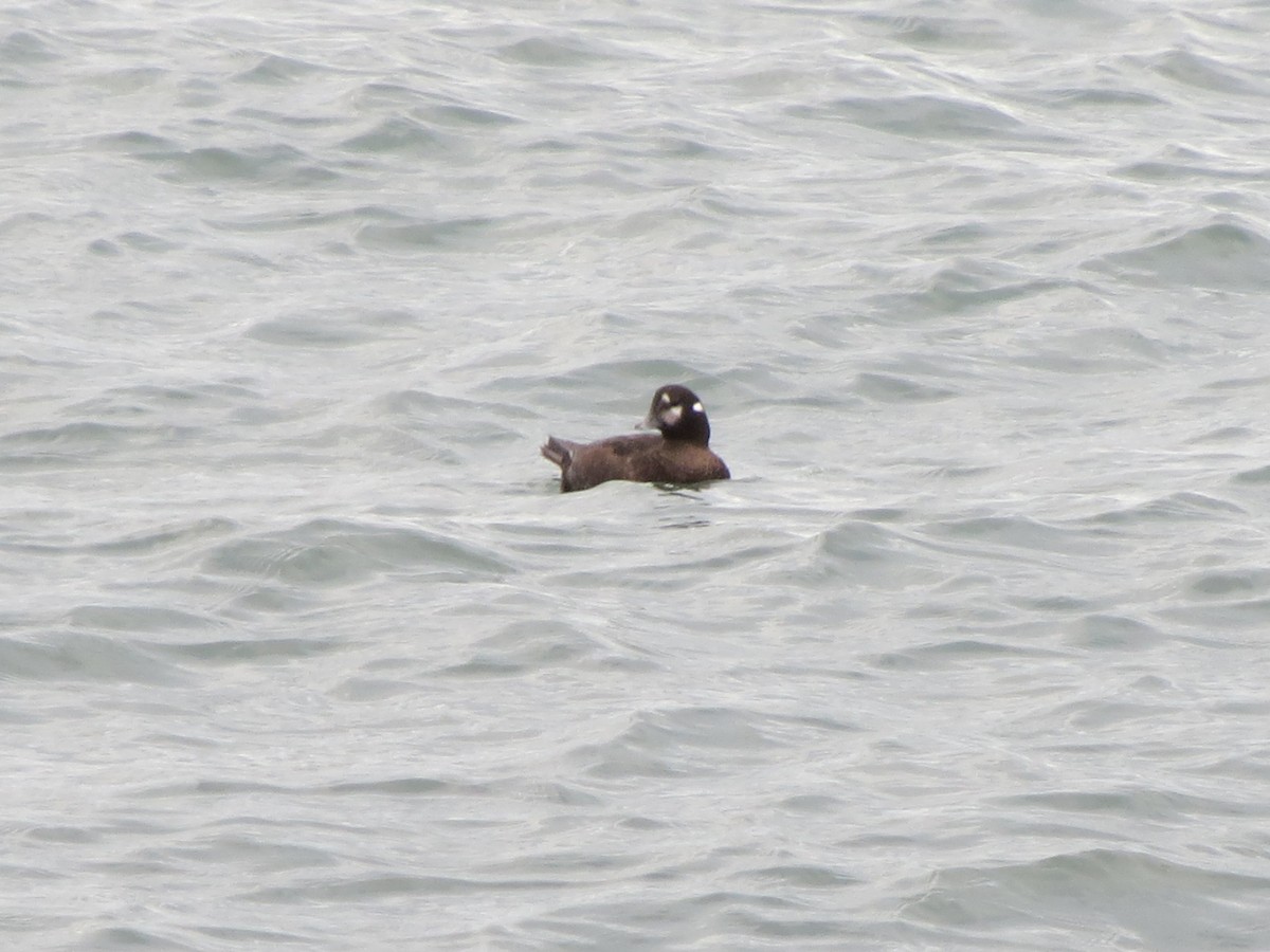 Ahate arlekina - ML645082080