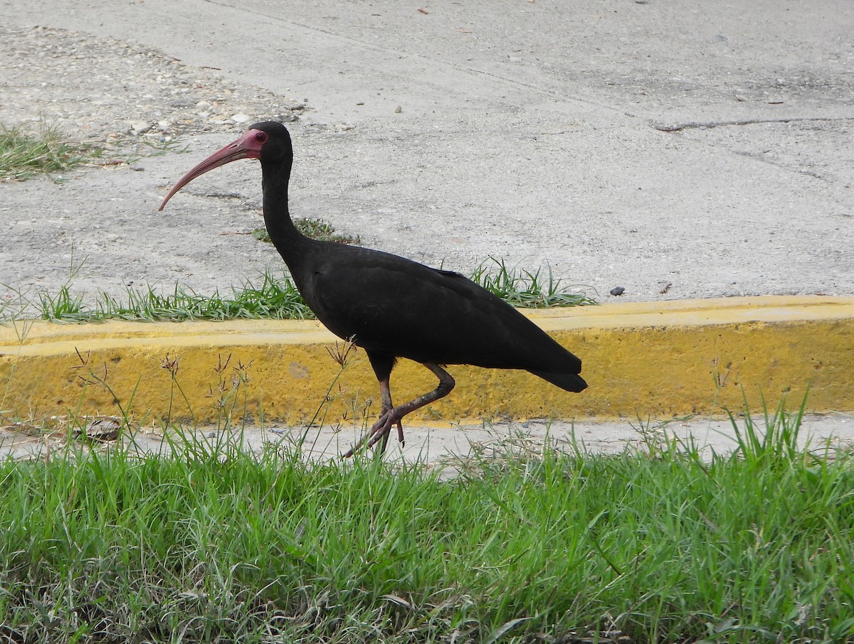 Ibis Afeitado - ML645082086