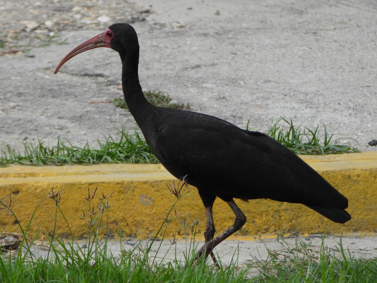 Ibis Afeitado - ML645082087