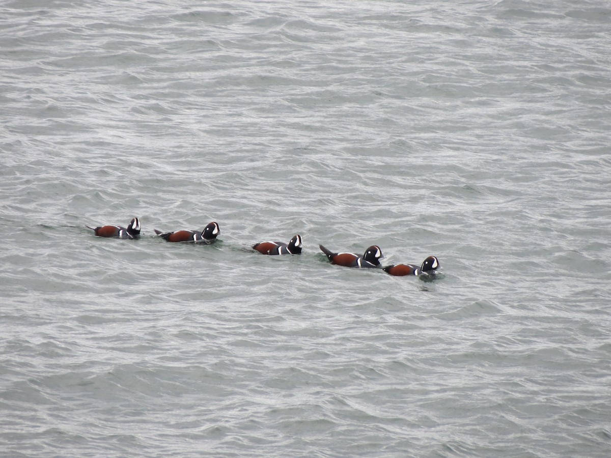 Ahate arlekina - ML645082088