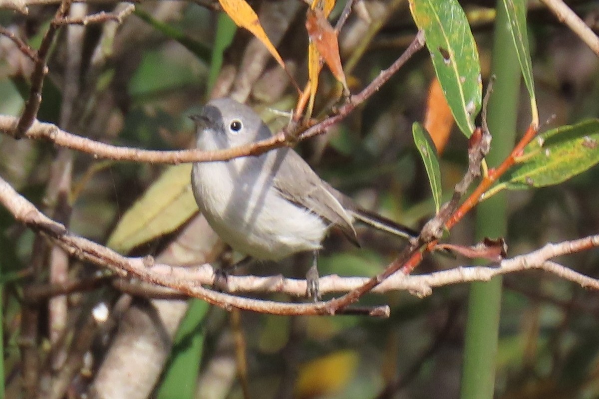 Комароловка сиза - ML645082089