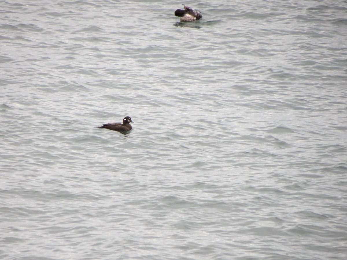 Ahate arlekina - ML645082099