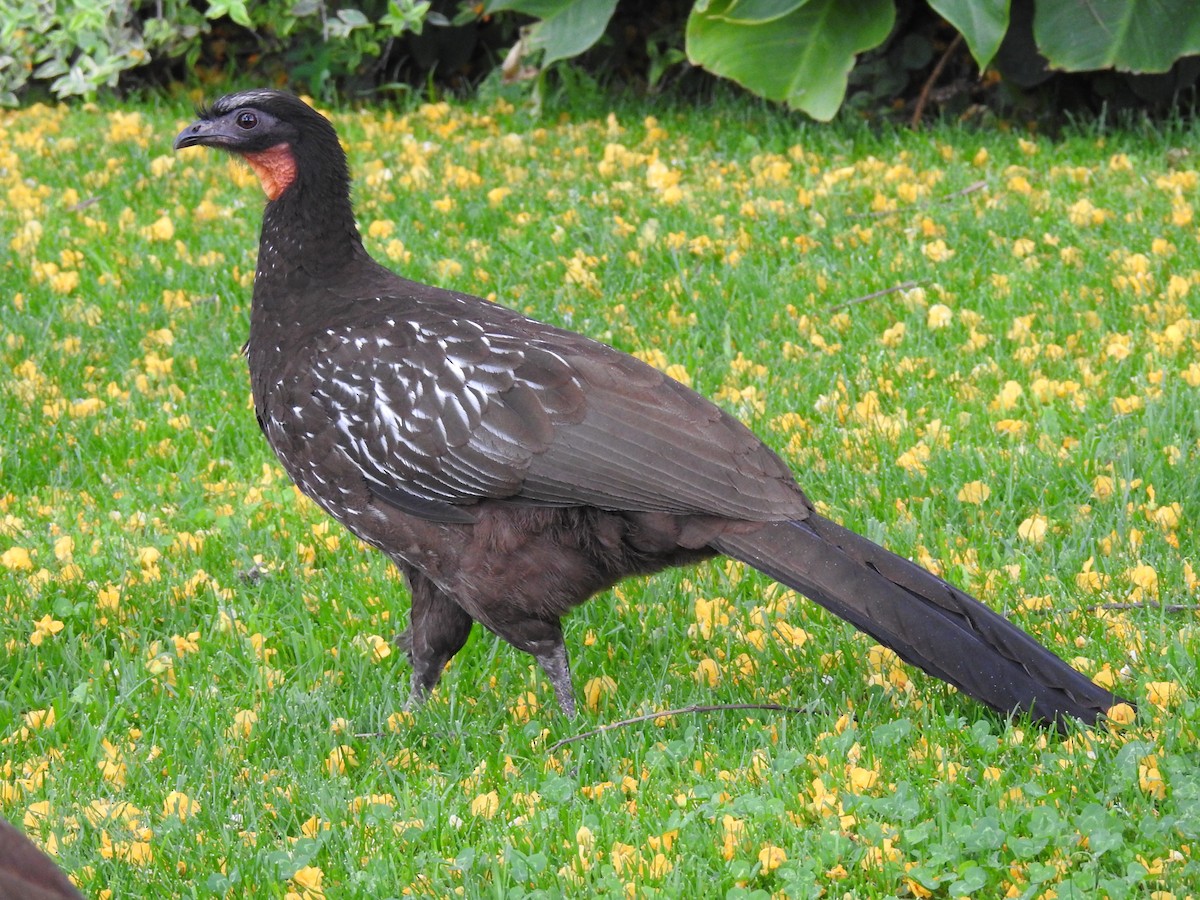 guan bolívijský - ML645082107