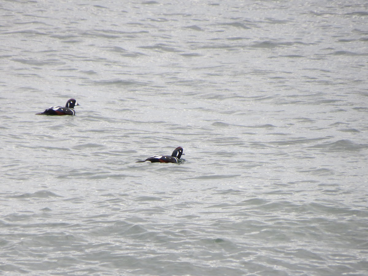 Ahate arlekina - ML645082109