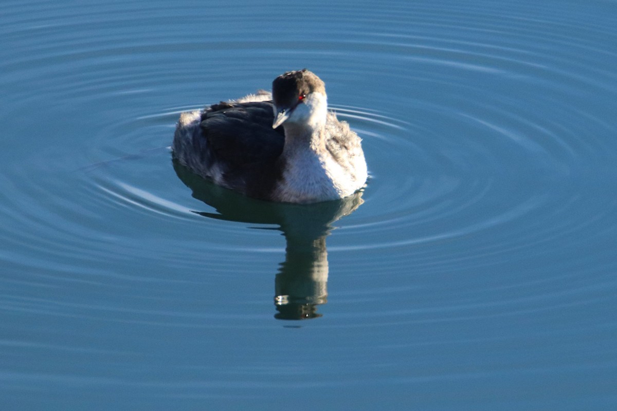 Horned Grebe - ML645082115