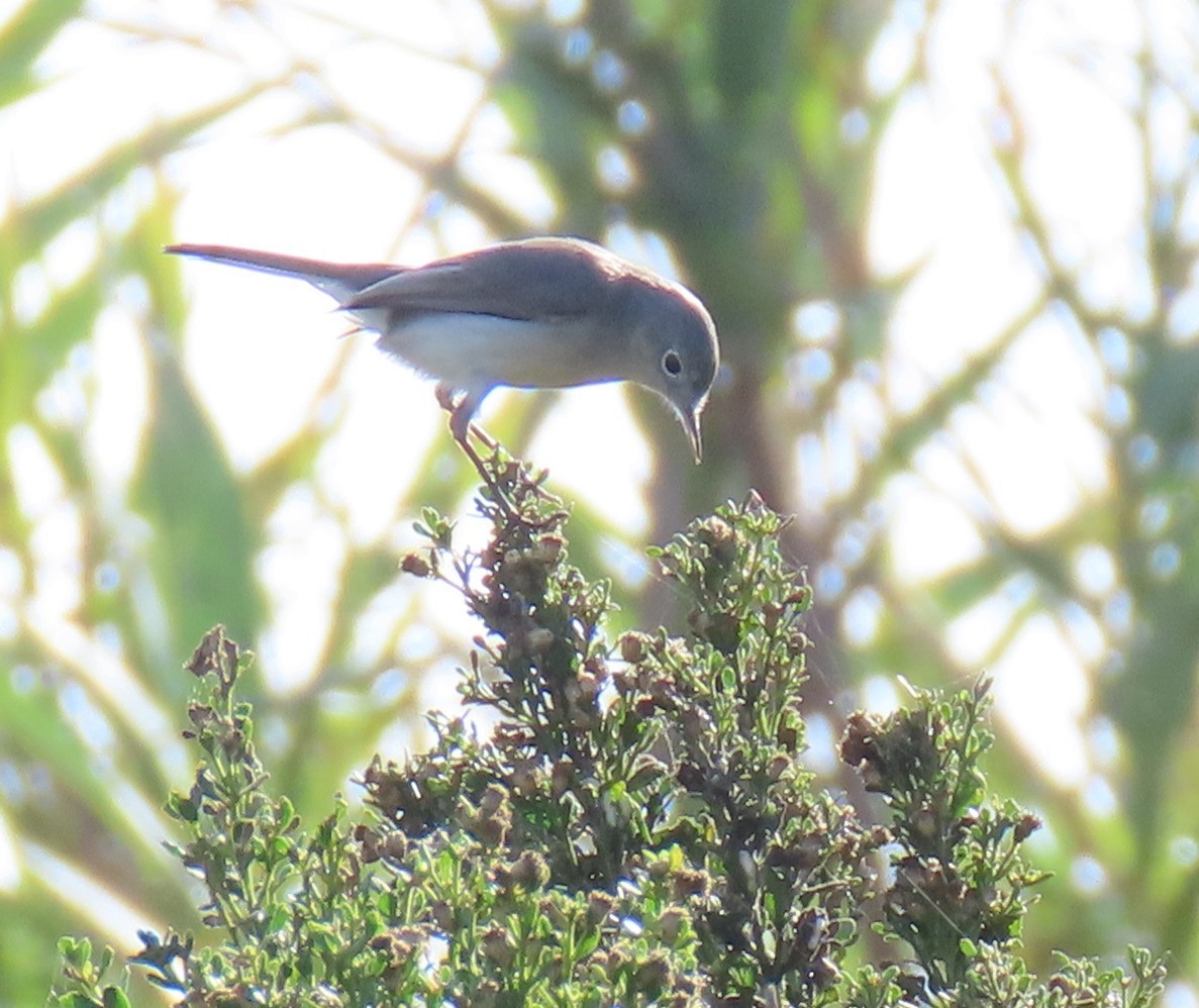 Комароловка сиза - ML645082120