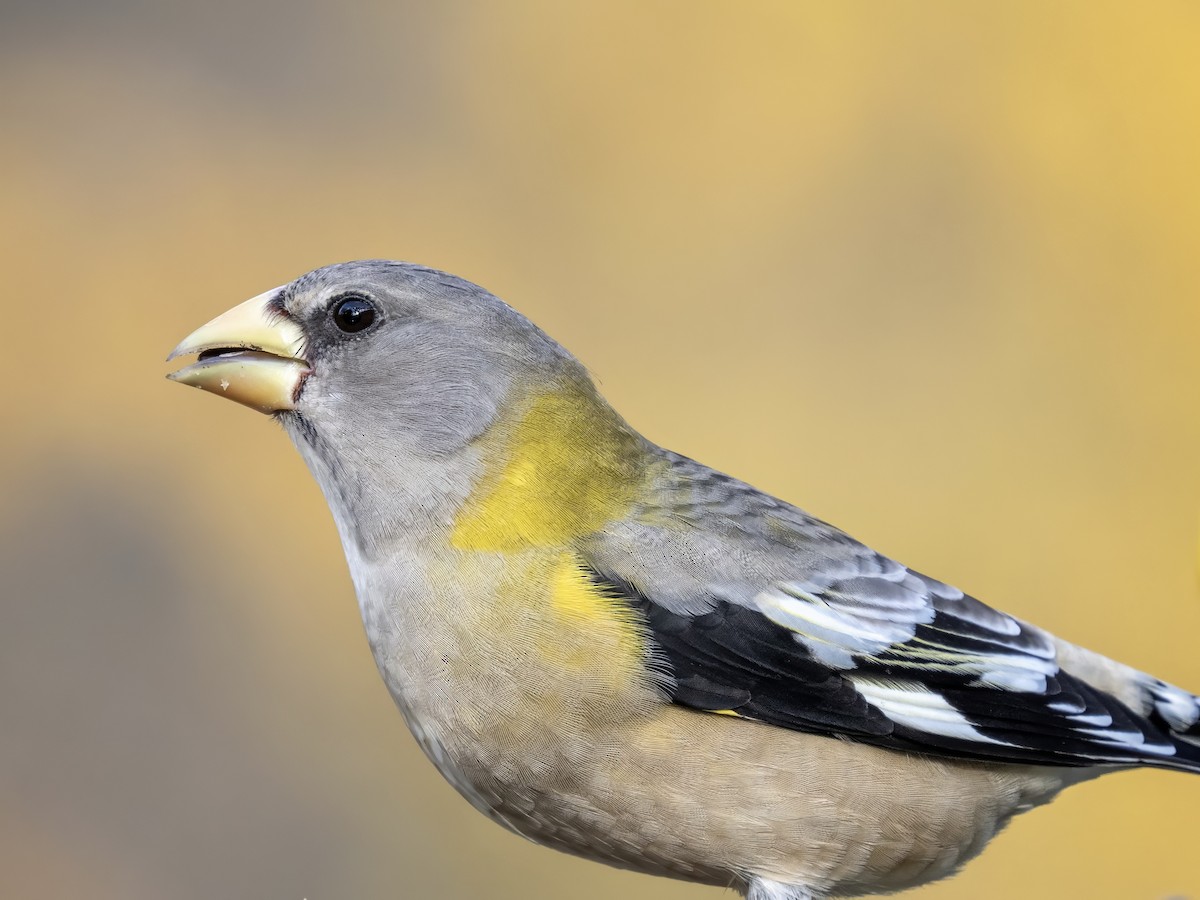 Evening Grosbeak - ML645082133
