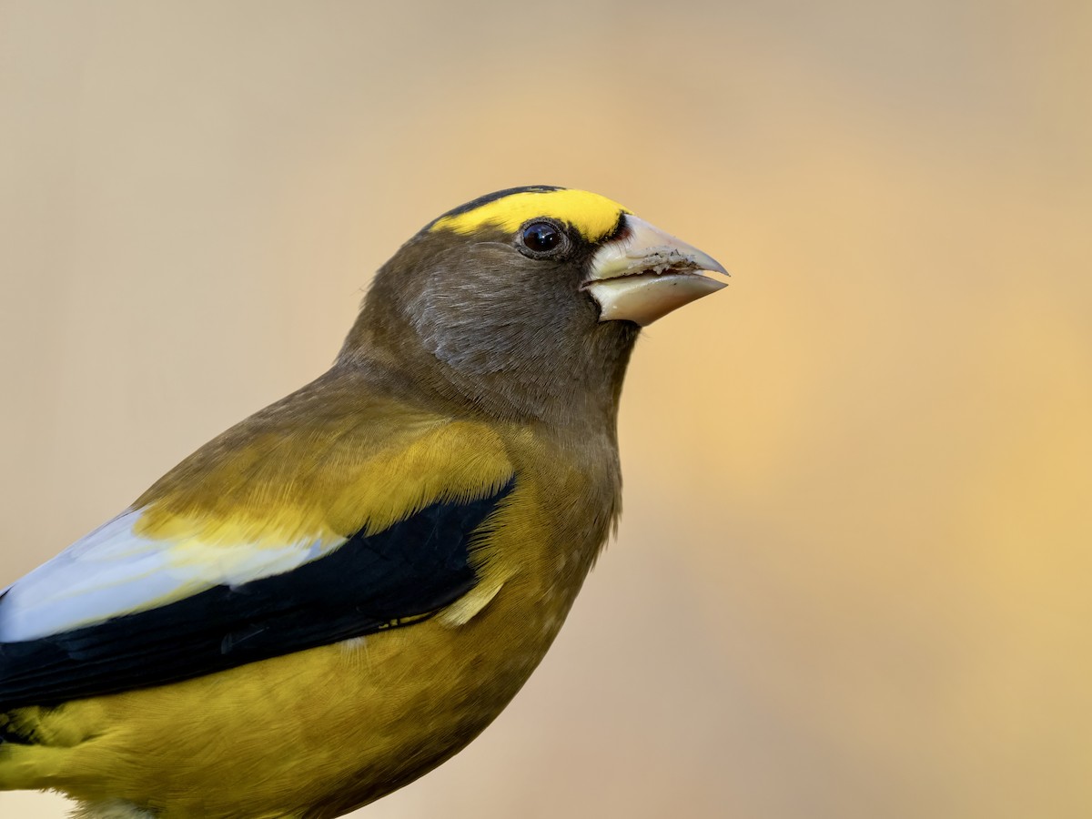 Evening Grosbeak - ML645082135