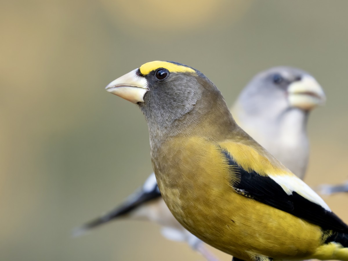 Evening Grosbeak - ML645082136