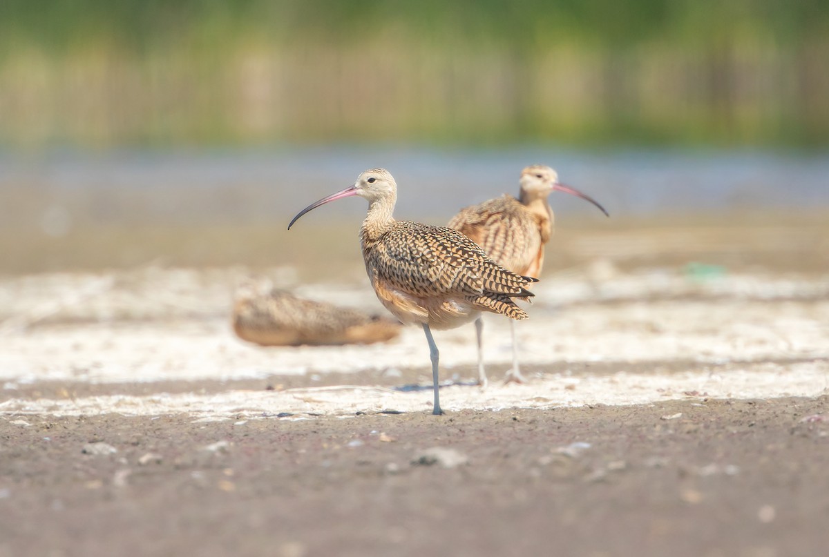 Long-billed Curlew - ML645082137