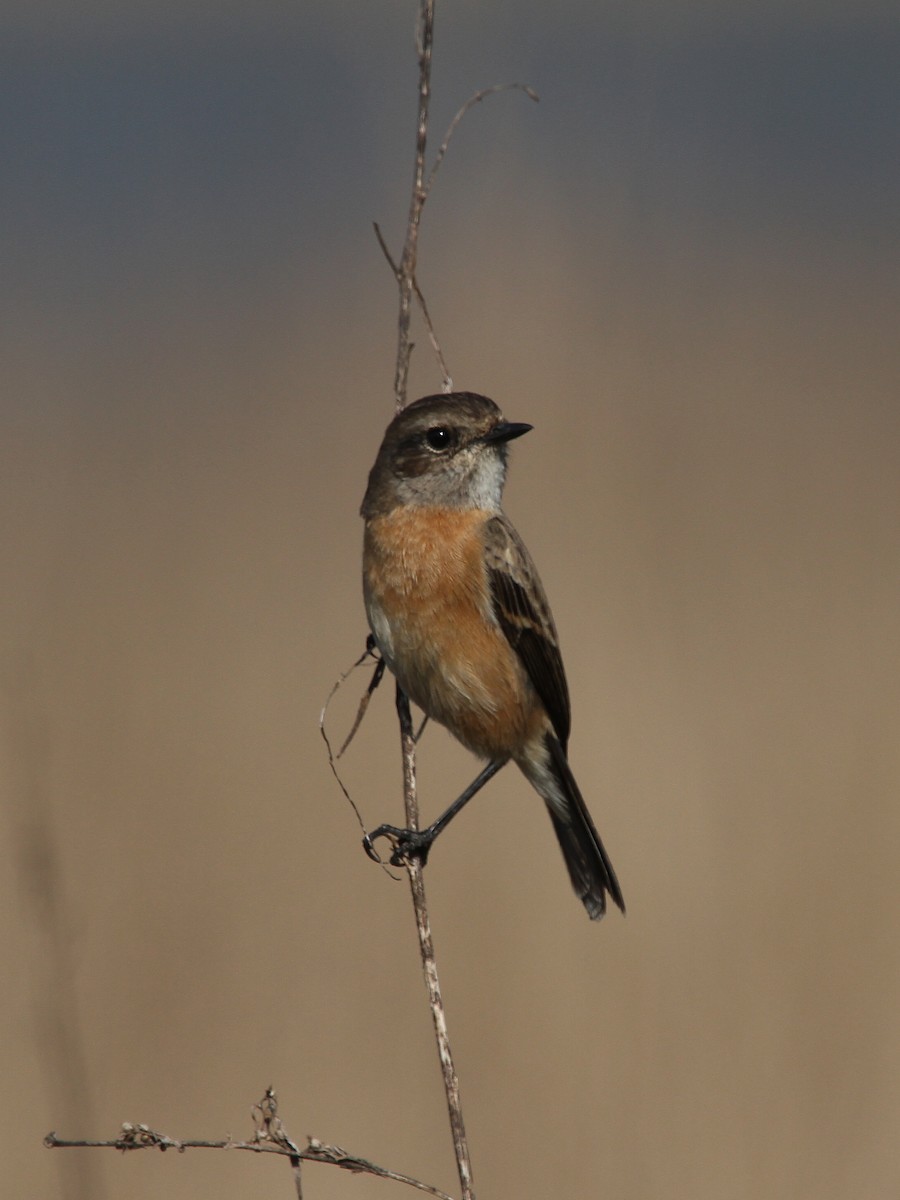 Трав’янка білошия [група maurus] - ML645082172