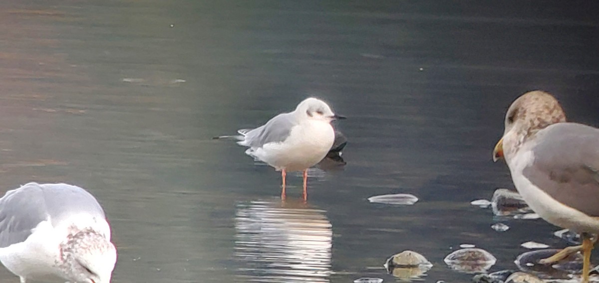 Bonaparte's Gull - ML645082174