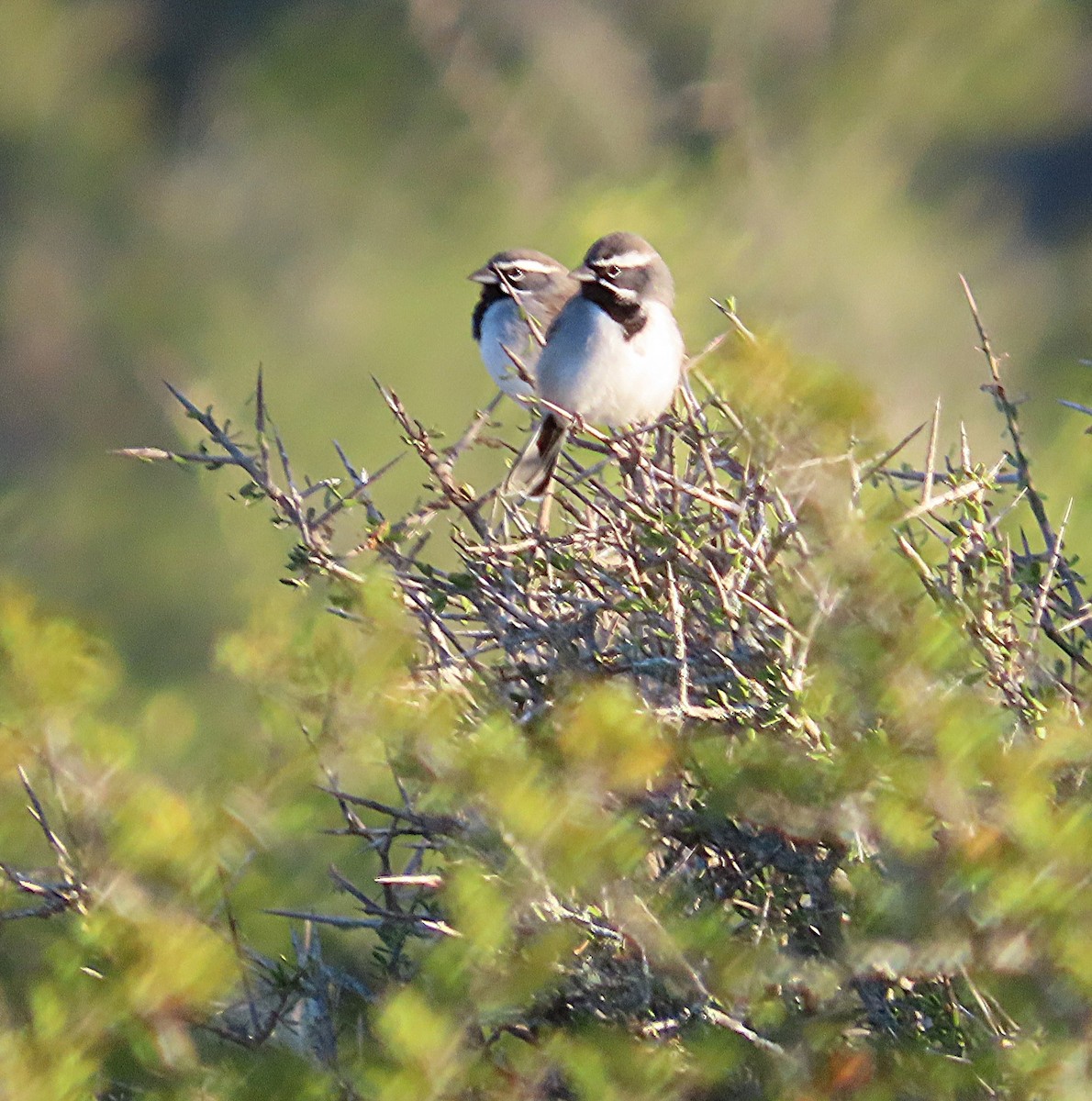 Black-throated Sparrow - ML645082177